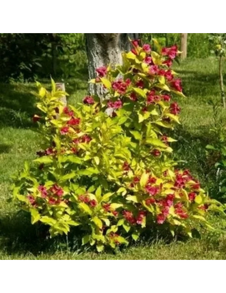 Krzewuszka Briant Rubidor 'Olympiade' Weigela