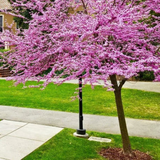 Kanadyjski Judaszowiec Cercis canadensis