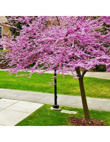 Kanadyjski Judaszowiec Cercis canadensis