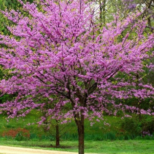 Kanadyjski Judaszowiec Cercis canadensis 2