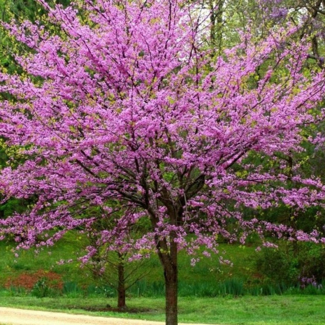 Cercis canadensis Judaszowiec kanadyjski