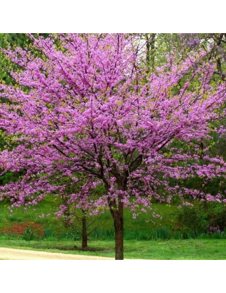 Cercis canadensis Judaszowiec kanadyjski