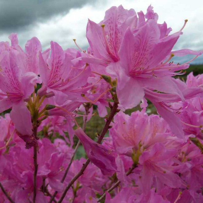 Azalia wielkokwiatowa Western Lights Rhododendron x canadense