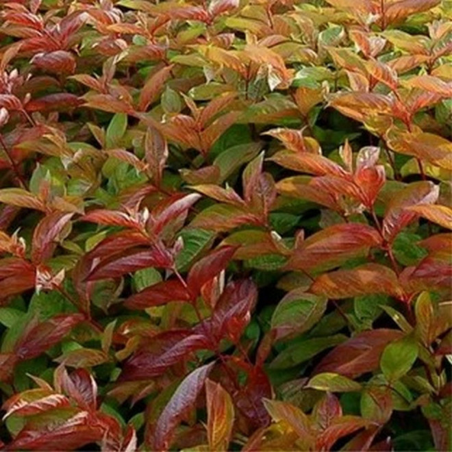 Krzewuszka cudowna Wings of Fire PBR Weigela florida