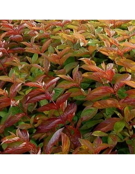 Krzewuszka cudowna Wings of Fire PBR Weigela florida