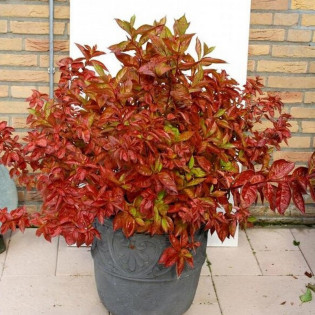 Krzewuszka cudowna Wings of Fire PBR Weigela florida 2