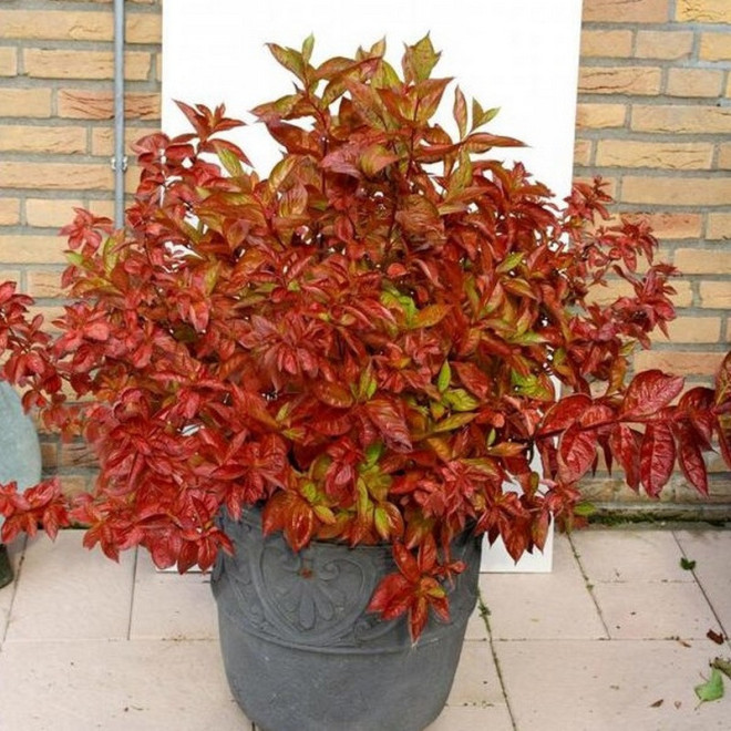 Weigela florida Krzewuszka cudowna Wings of Fire PBR
