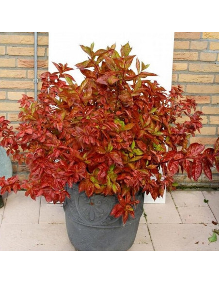 Weigela florida Krzewuszka cudowna Wings of Fire PBR