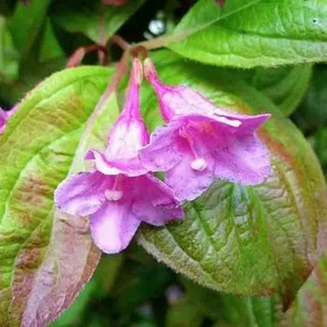 Krzewuszka cudowna Wings of Fire PBR Weigela florida