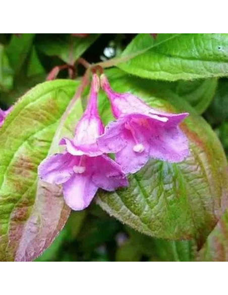Krzewuszka cudowna Wings of Fire PBR Weigela florida