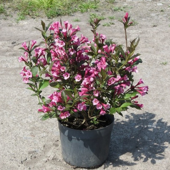 Weigela florida Krzewuszka cudowna Tango