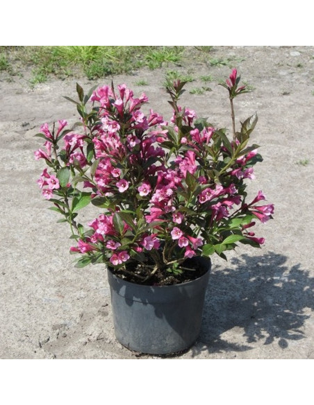 Weigela florida Krzewuszka cudowna Tango