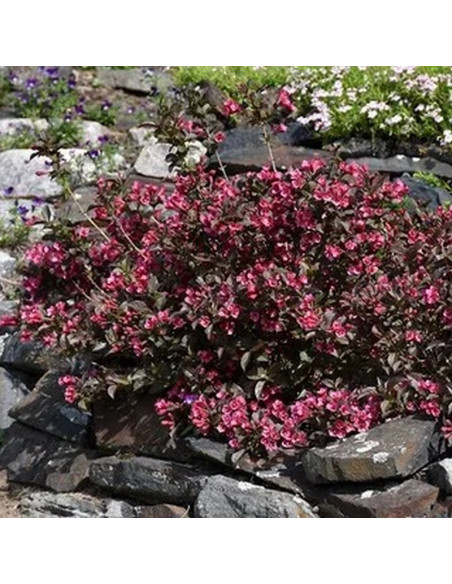 Krzewuszka cudowna Tango Weigela florida