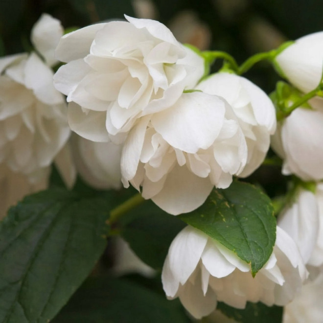 Philadelphus coronarius Jaśminowiec wonny Snowbelle