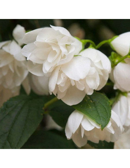 Philadelphus coronarius Jaśminowiec wonny Snowbelle