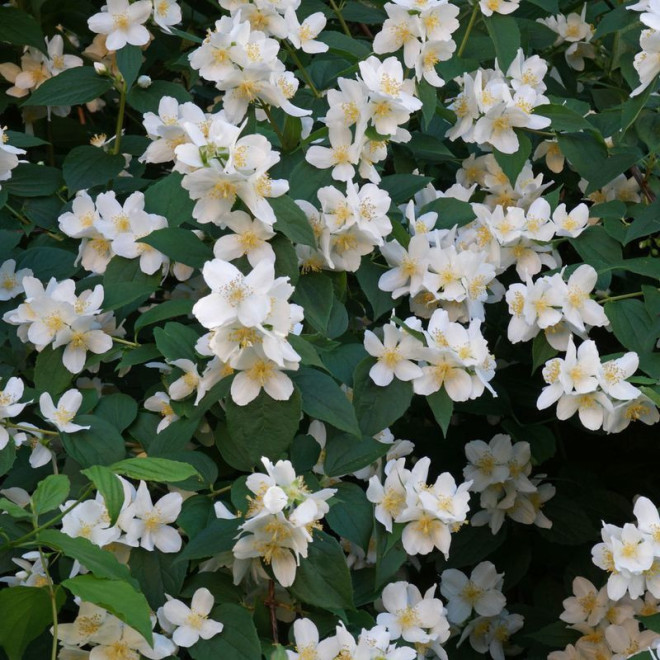 Jaśminowiec wonny Philadelphus coronarius