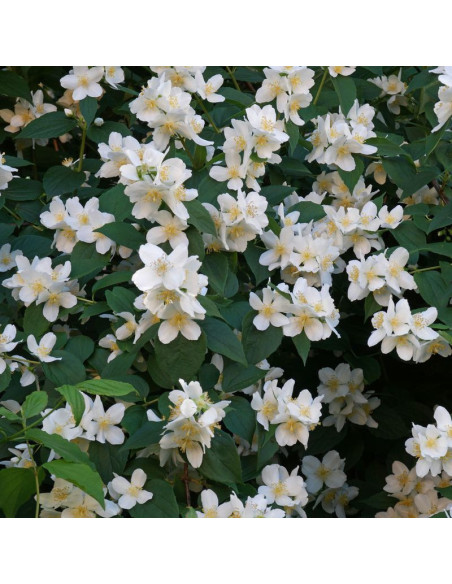Jaśminowiec wonny Philadelphus coronarius