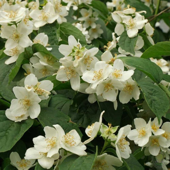 Philadelphus coronarius Jaśminowiec wonny