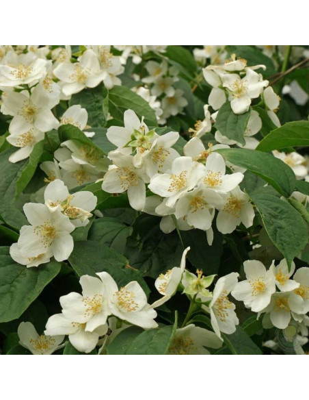 Philadelphus coronarius Jaśminowiec wonny