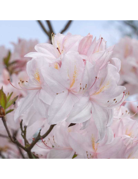 Azalia wielkokwiatowa White Lights Rhododendron prinophyllum