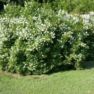 Philadelphus coronarius Jaśminowiec wonny 2