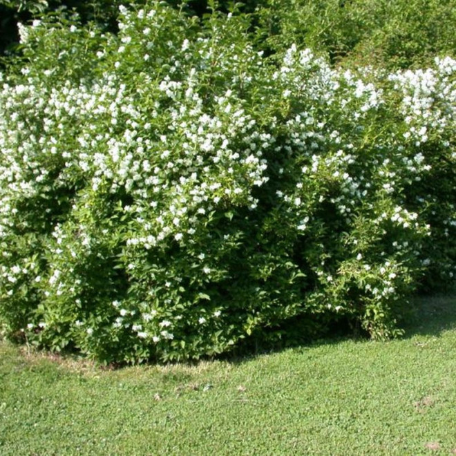 wonny Jaśminowiec Philadelphus coronarius