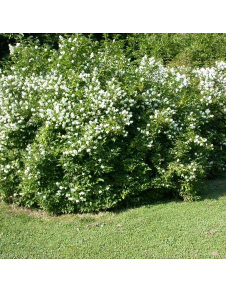 wonny Jaśminowiec Philadelphus coronarius