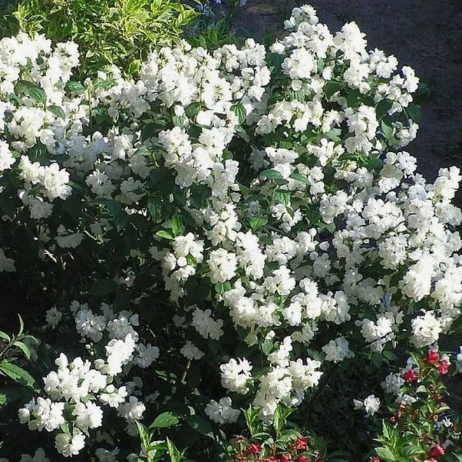 Snowbelle Jaśminowiec wonny Philadelphus coronarius