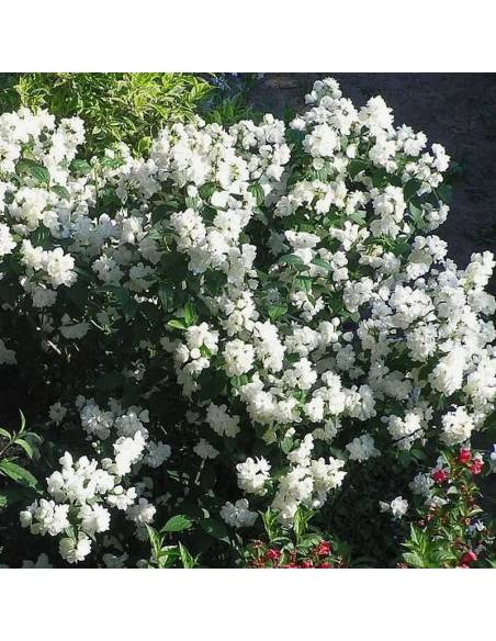 Snowbelle Jaśminowiec wonny Philadelphus coronarius
