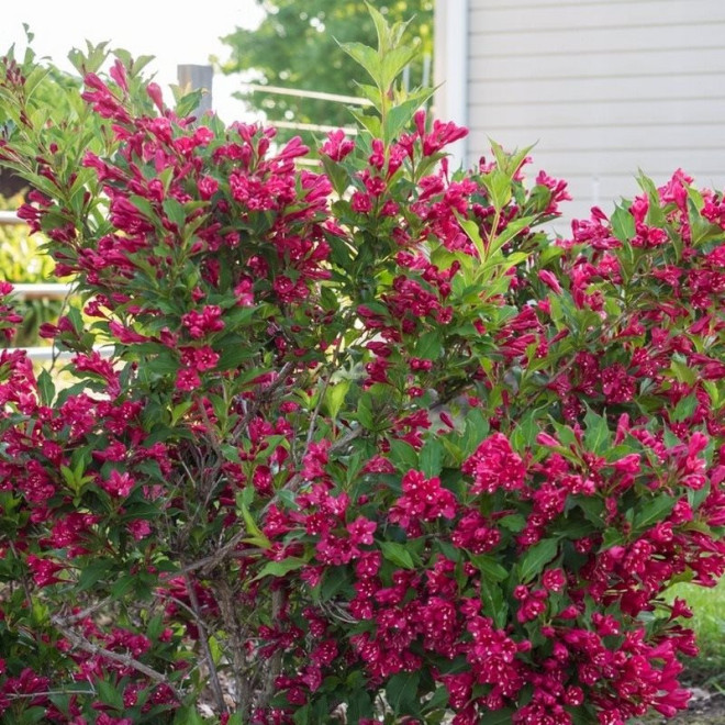 Krzewuszka cudowna Red Prince Weigela florida