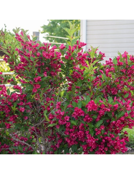 Krzewuszka cudowna Red Prince Weigela florida
