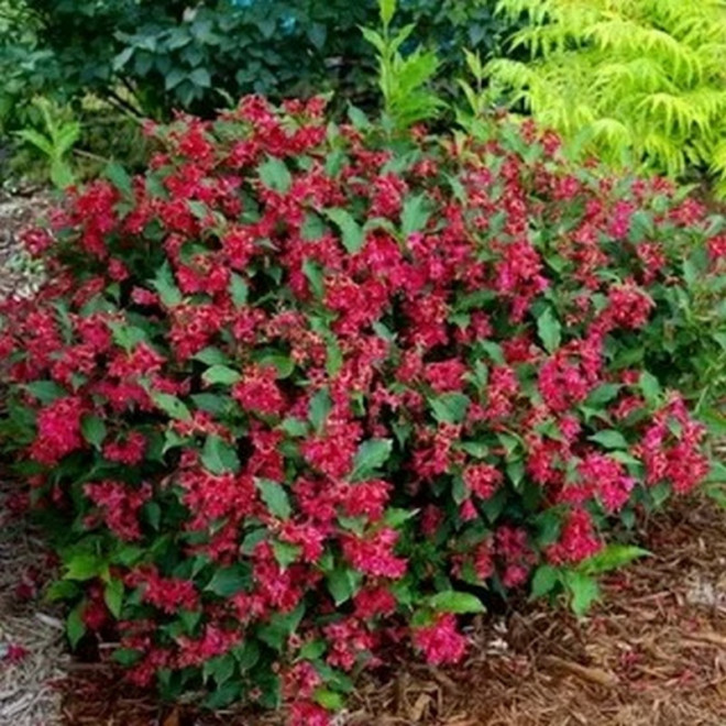 Weigela florida Krzewuszka cudowna Red Prince