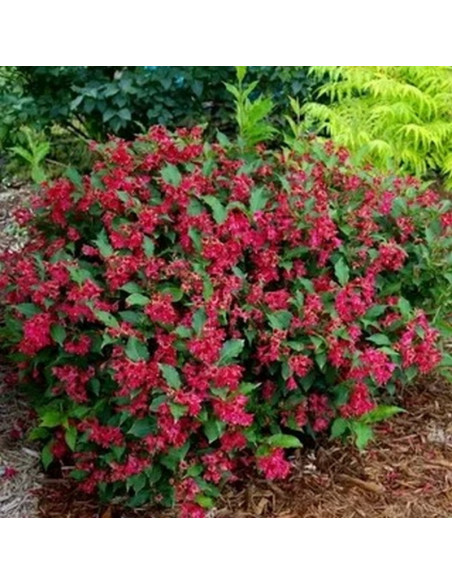 Weigela florida Krzewuszka cudowna Red Prince