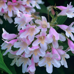 Kolkwicja chińska Pink Cloud Kolkwitzia amabilis 2