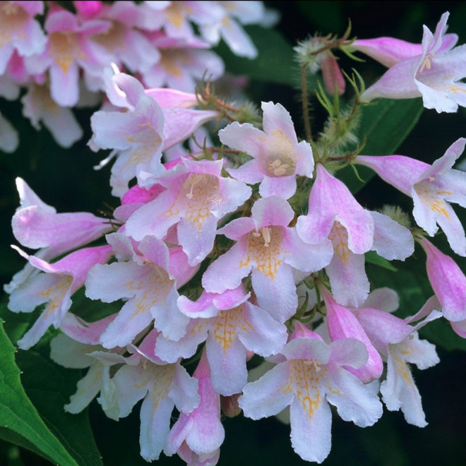 Kolkwitzia amabilis Kolkwicja chińska Pink Cloud