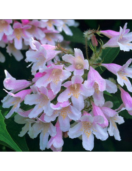 Kolkwitzia amabilis Kolkwicja chińska Pink Cloud
