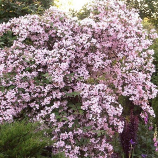 Kolkwicja chińska Pink Cloud Kolkwitzia amabilis