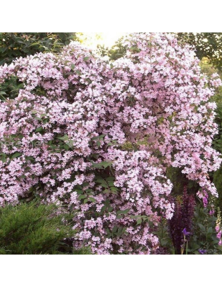 Kolkwicja chińska Pink Cloud Kolkwitzia amabilis