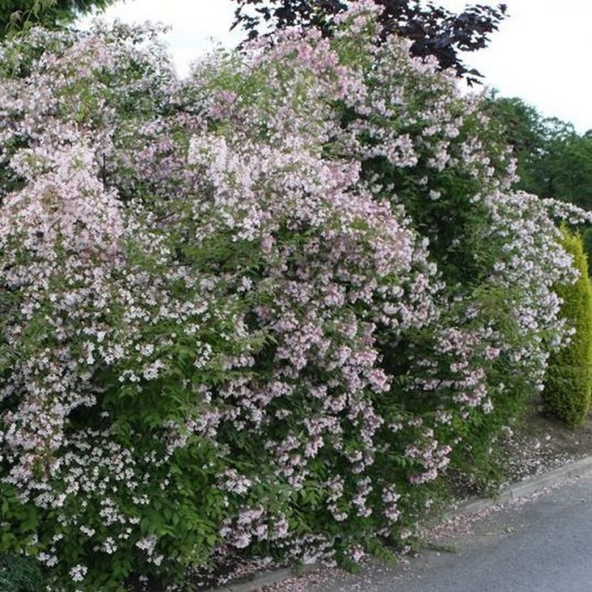 Kolkwicja chińska Pink Cloud Kolkwitzia amabilis