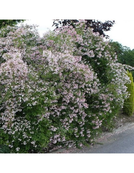 Kolkwicja chińska Pink Cloud Kolkwitzia amabilis