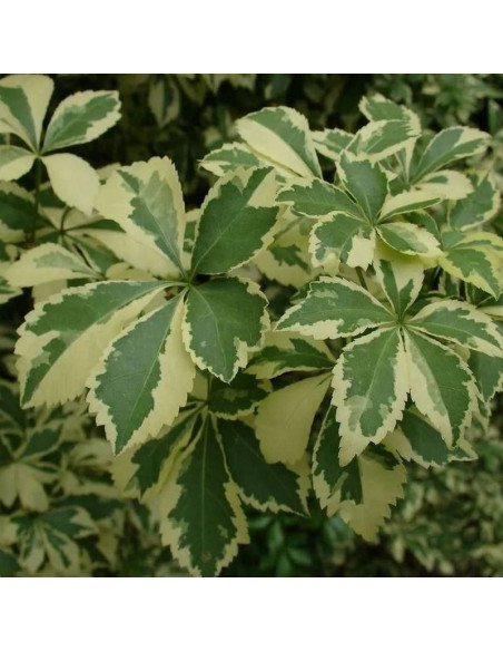 Eleutherococcus sieboldianus Kolcosił Siebolda Variegatus