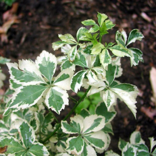 Eleutherococcus sieboldianus Kolcosił Siebolda Variegatus 2