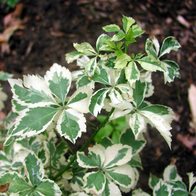 Kolcosił Siebolda Variegatus Eleutherococcus sieboldianus