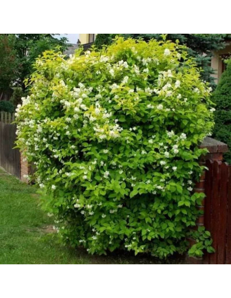 Aureus Philadelphus coronarius Jaśminowiec wonny