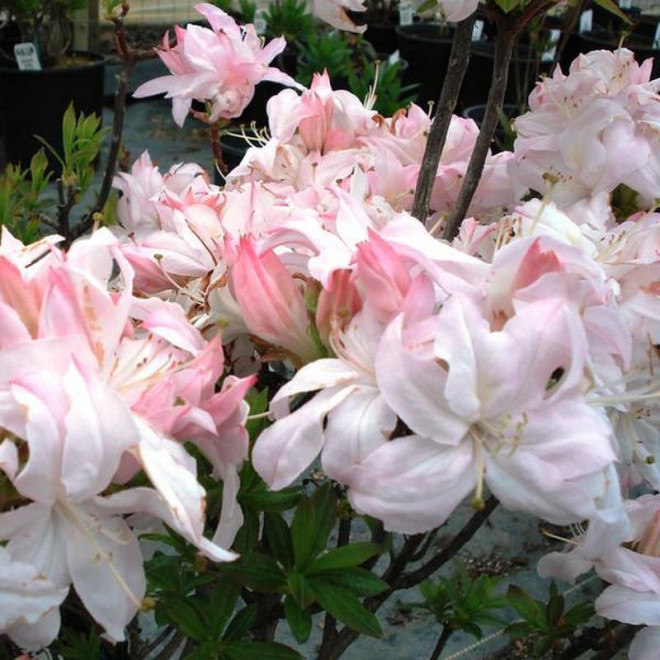 Rhododendron prinophyllum Azalia wielkokwiatowa White Lights