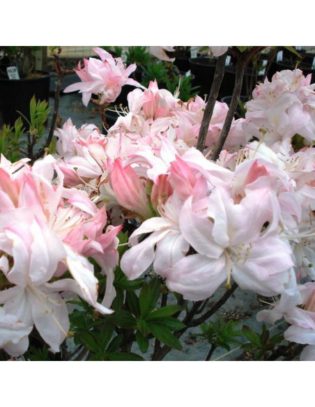 Rhododendron prinophyllum Azalia wielkokwiatowa White Lights