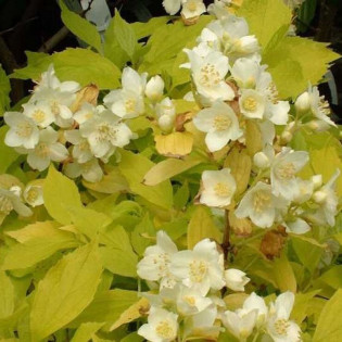 Aureus Philadelphus coronarius Jaśminowiec wonny 2
