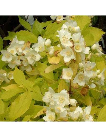 Aureus Jaśminowiec wonny Philadelphus coronarius