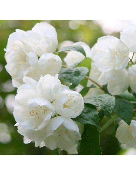 Jaśminowiec Virginal Philadelphus