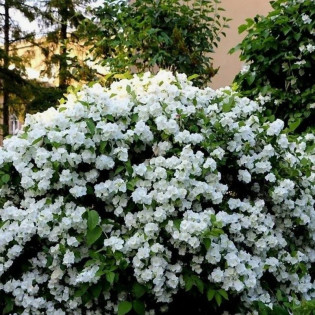 Jaśminowiec Virginal Philadelphus 2